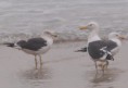/album/photogallery/kelp-gull-no-4-at-tanji-beach-jpg/